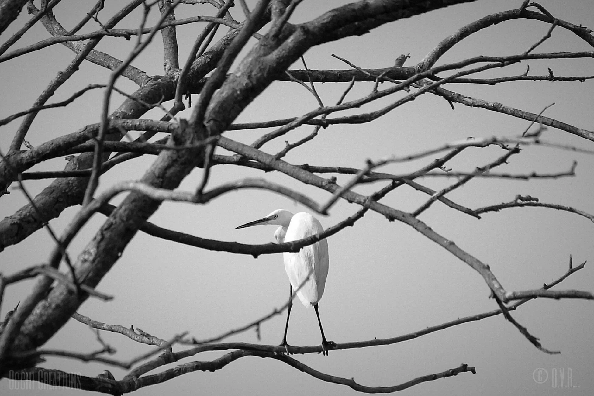 A white heron perched on a branch of a leafless tree with multiple intertwining branches, set against a neutral background.