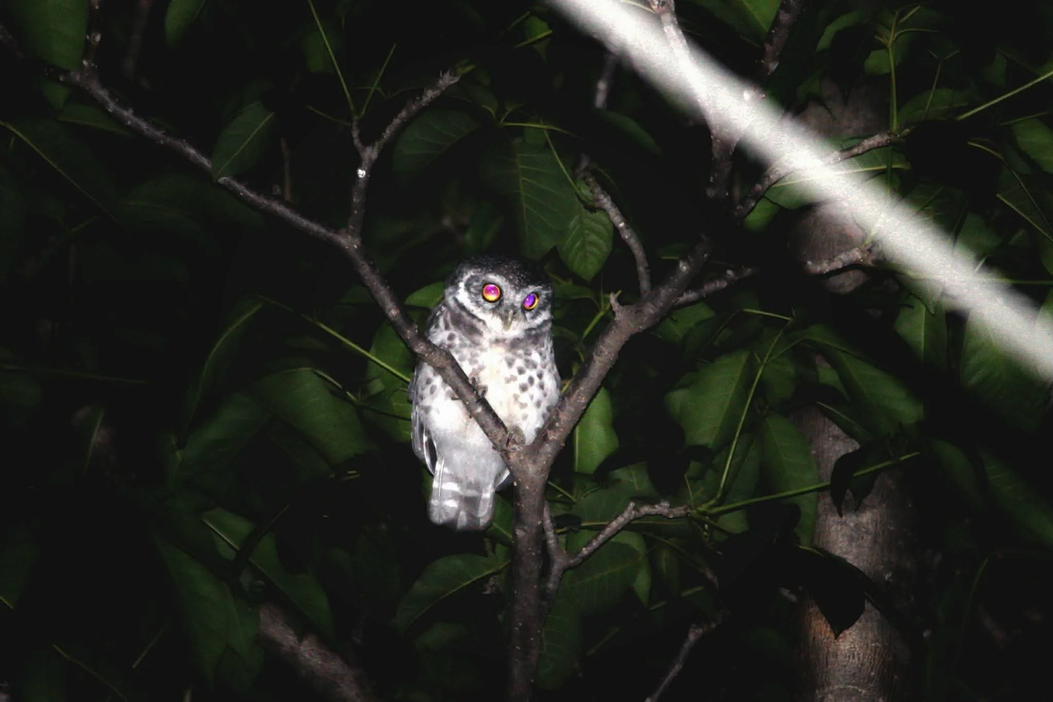 Barn owl perched on a tree branch at night, surrounded by dark green leaves, with reflective eyes.
