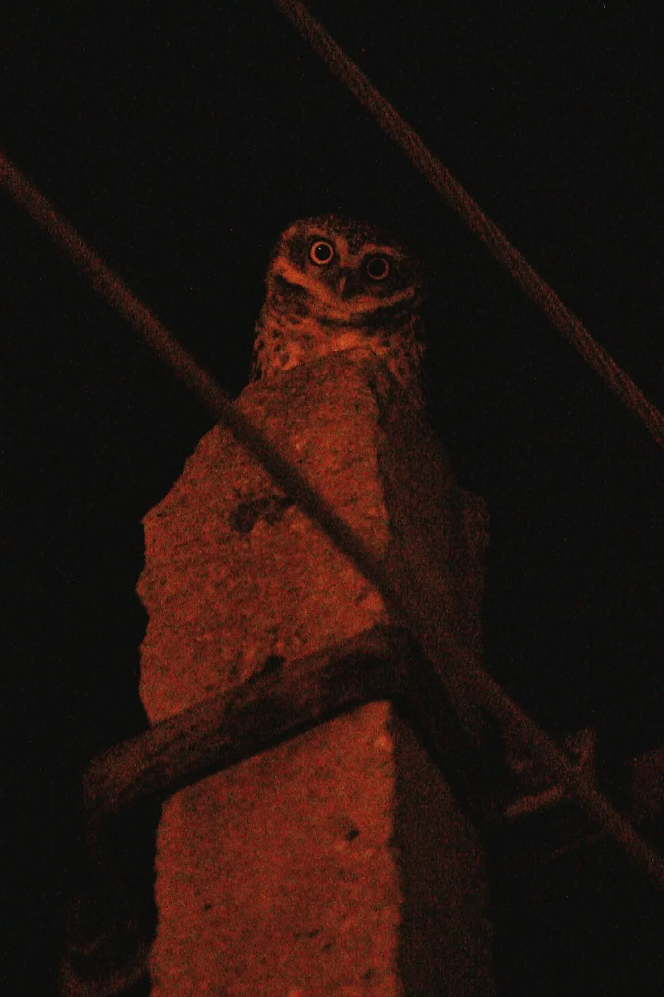 A night shot of a bird perched on a wooden post, illuminated by a reddish light, with power lines crossing in the background.