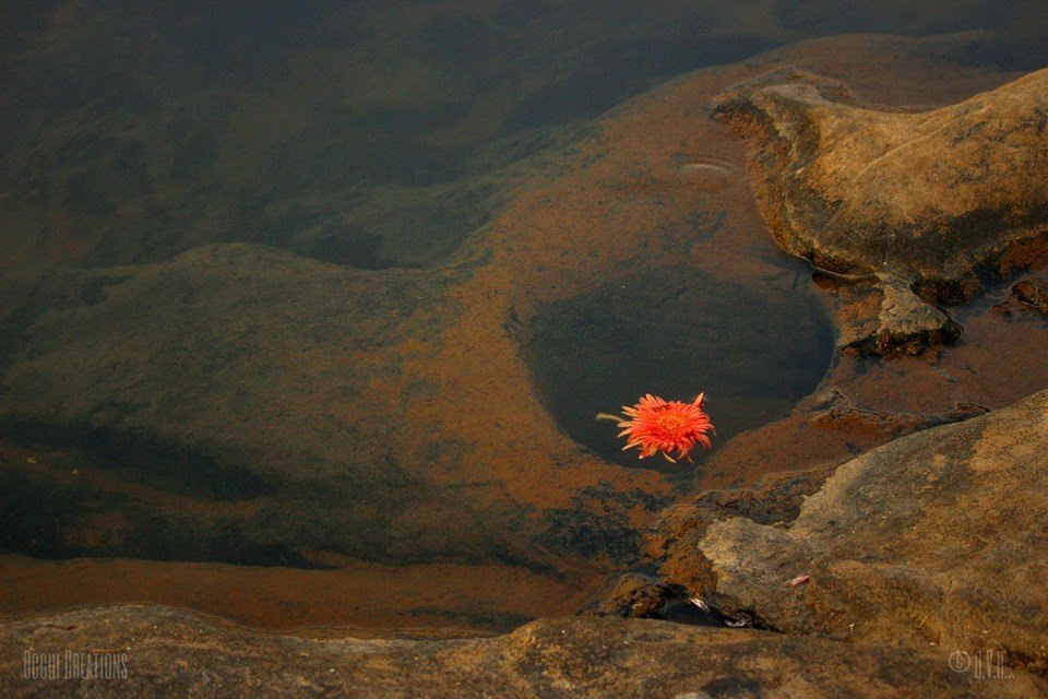 A bright orange flower floating inside a small natural pond with rocks surrounding it.
