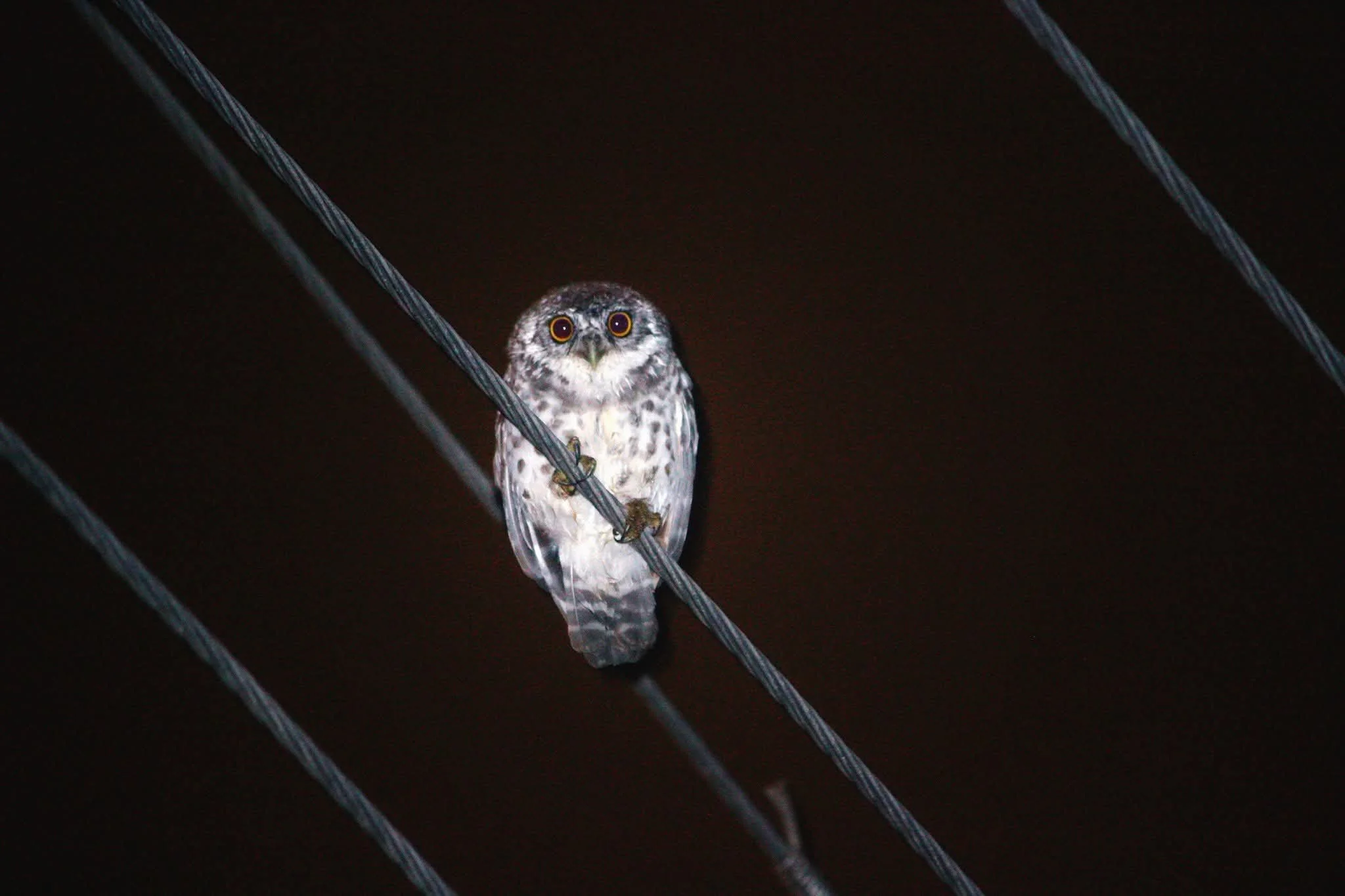Small owl perched on dark power lines at night, looking at the camera.
