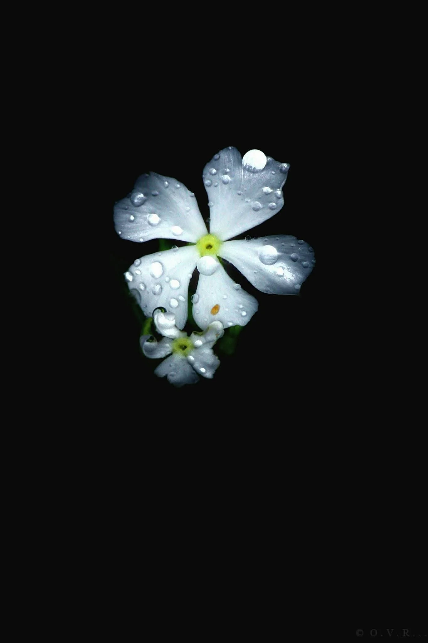 White flowers with water droplets on dark background.