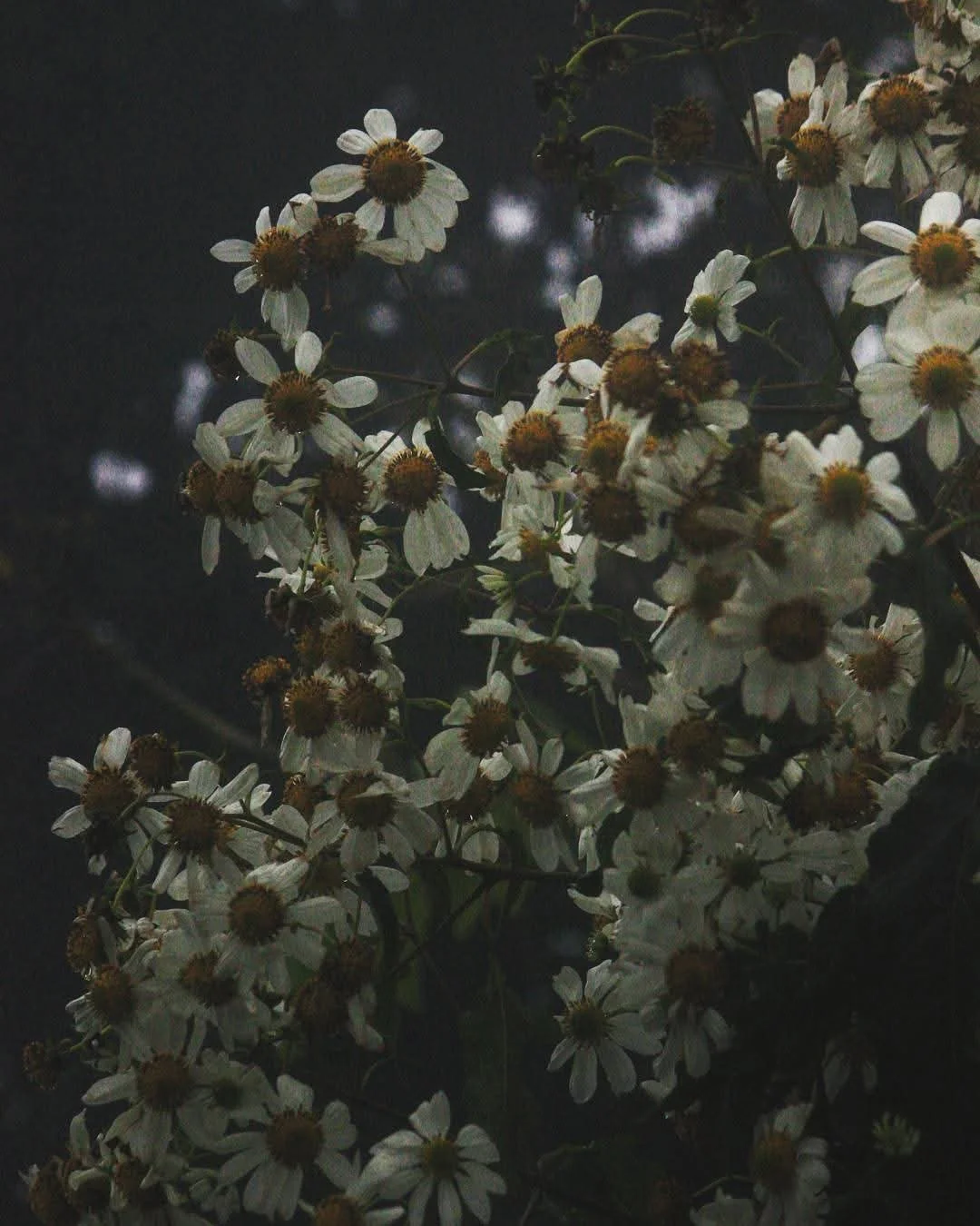 Cluster of white flowers with yellow centers against a dark background