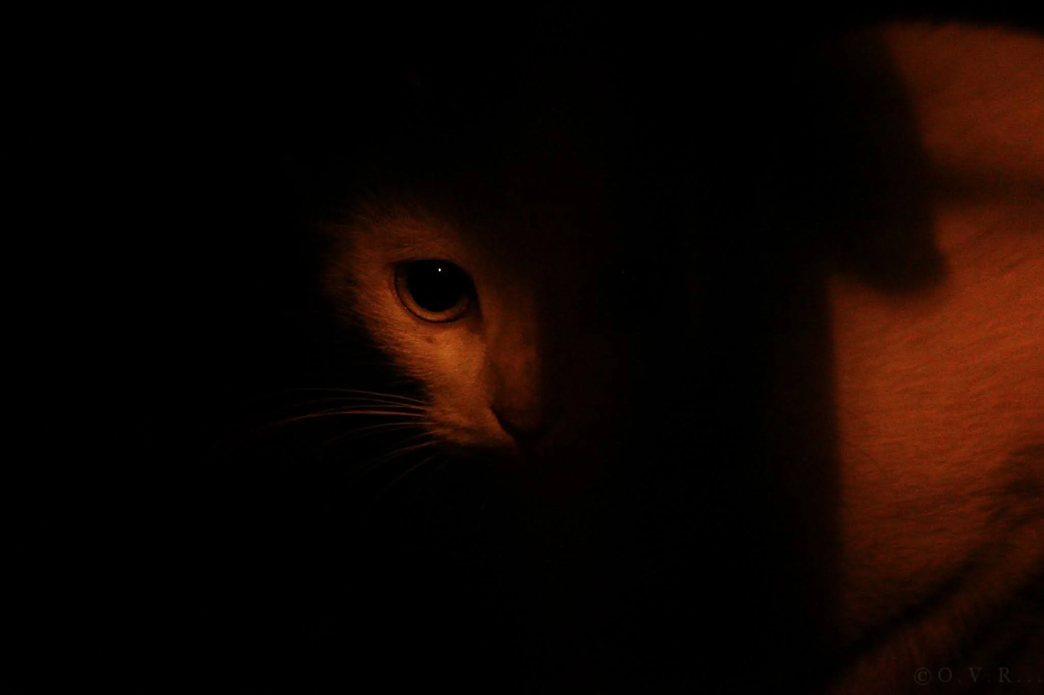 A close-up of a cat's face partially obscured by darkness, with warm lighting highlighting one eye and part of its face.