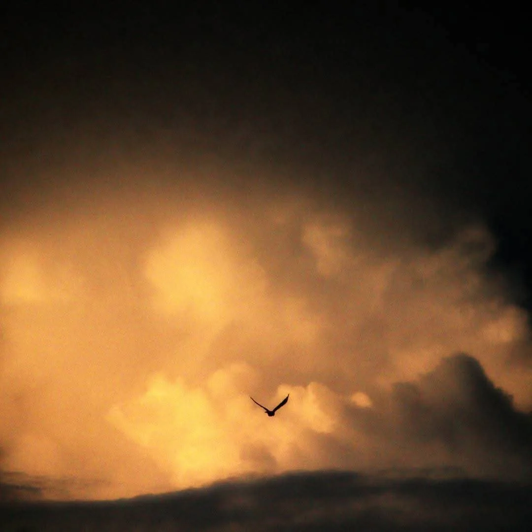 A bird flying in front of storm clouds at dusk with a dark sky.