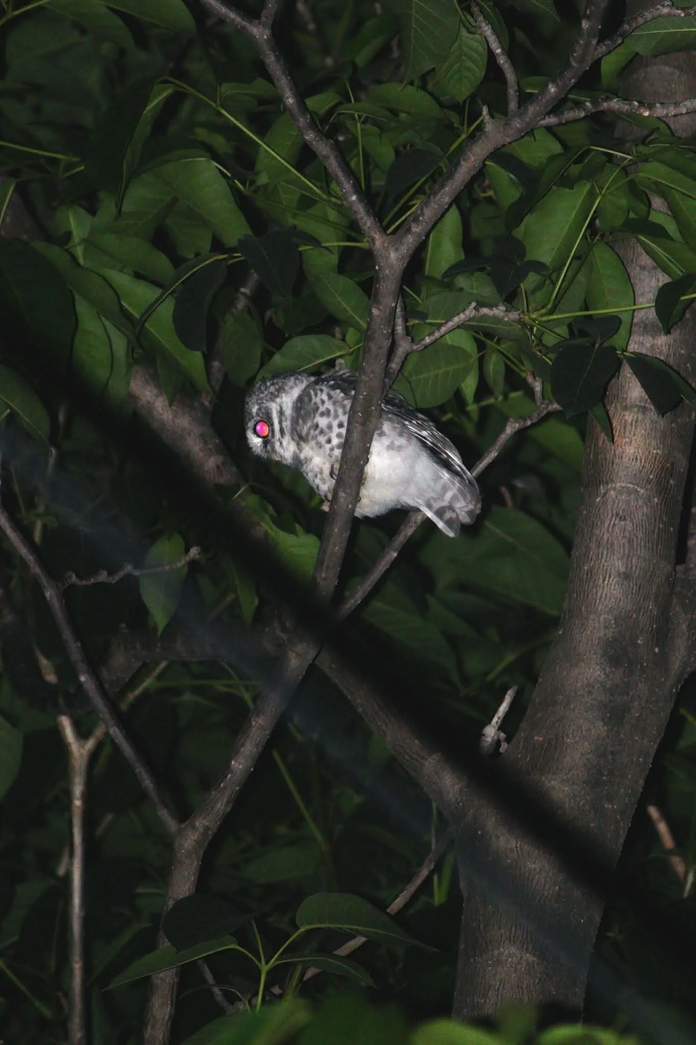 A small bird with grey and white feathers and red eyes perched among green leaves and tree branches at night.