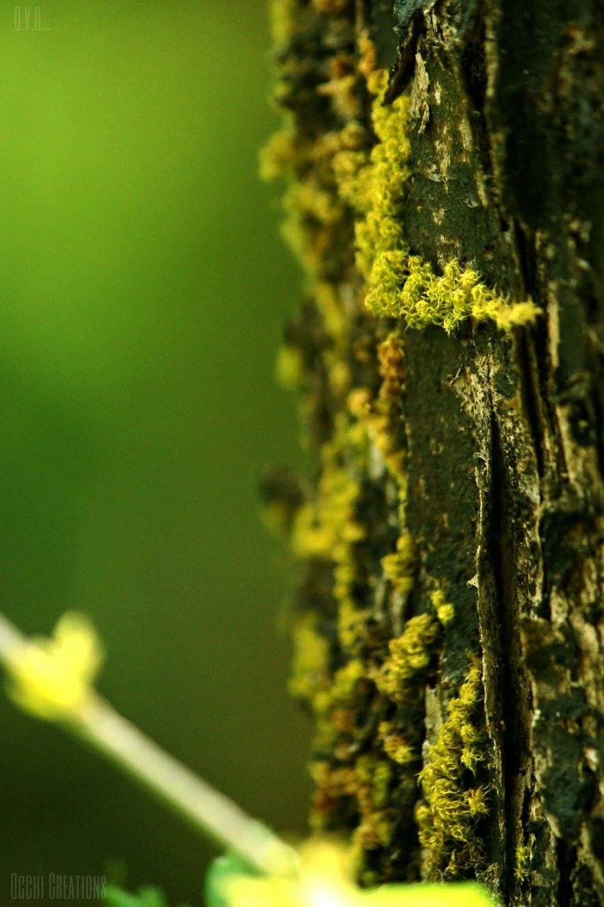 Close-up of tree bark covered in yellow-green moss with a blurred green background.
