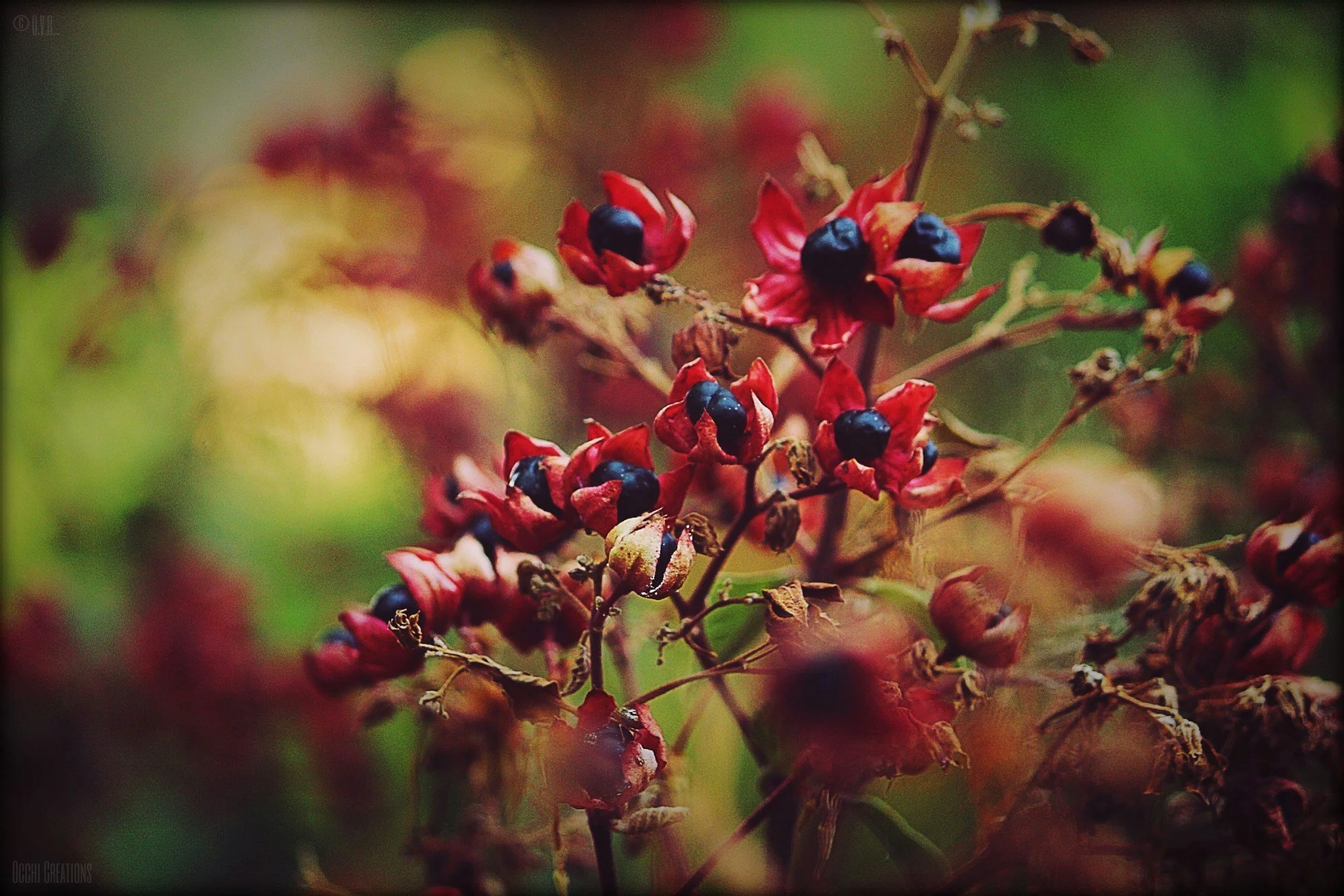 Close-up of red and black berries on a plant, with some dried flowers and a blurred background of green and yellow hues.
