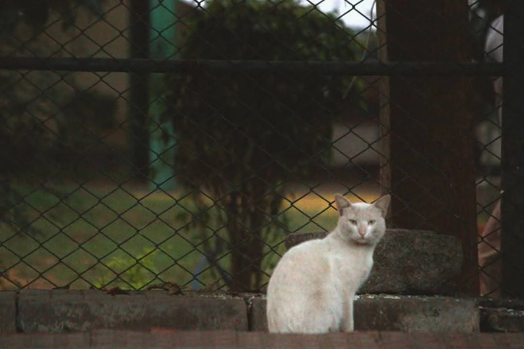 A white cat sitting on a concrete ledge behind a metal fence, with trees and plants in the background.