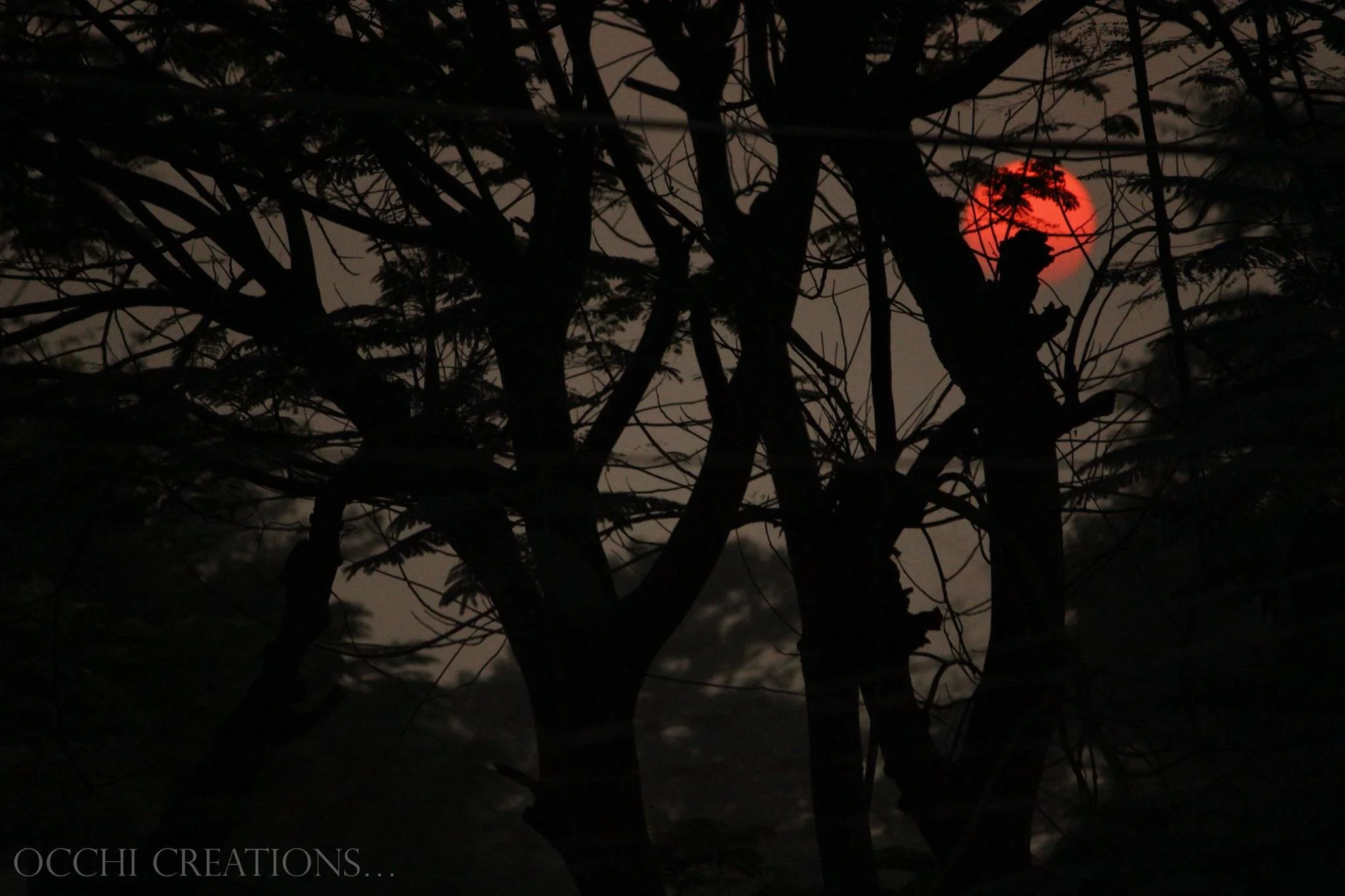 The silhouette of a tree against a dark sky with a red full moon in the background.