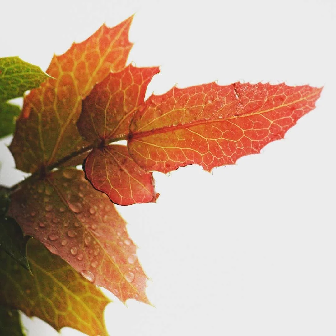 Close-up of colorful autumn leaves with water droplets on a white background.