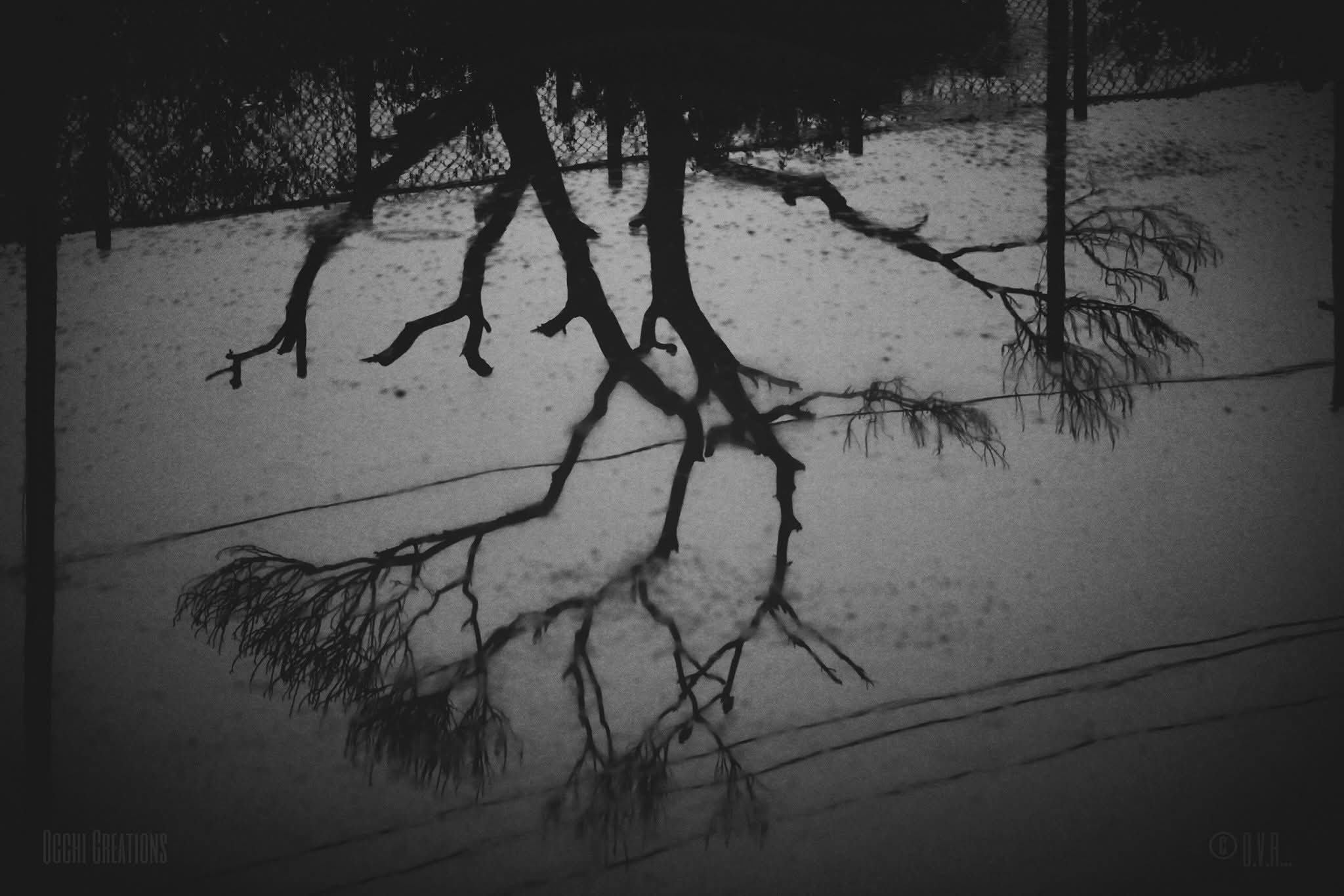 A tree with twisted branches reflected in a body of water, with snow on the ground. In the background, a chain-link fence and some utility lines are visible.