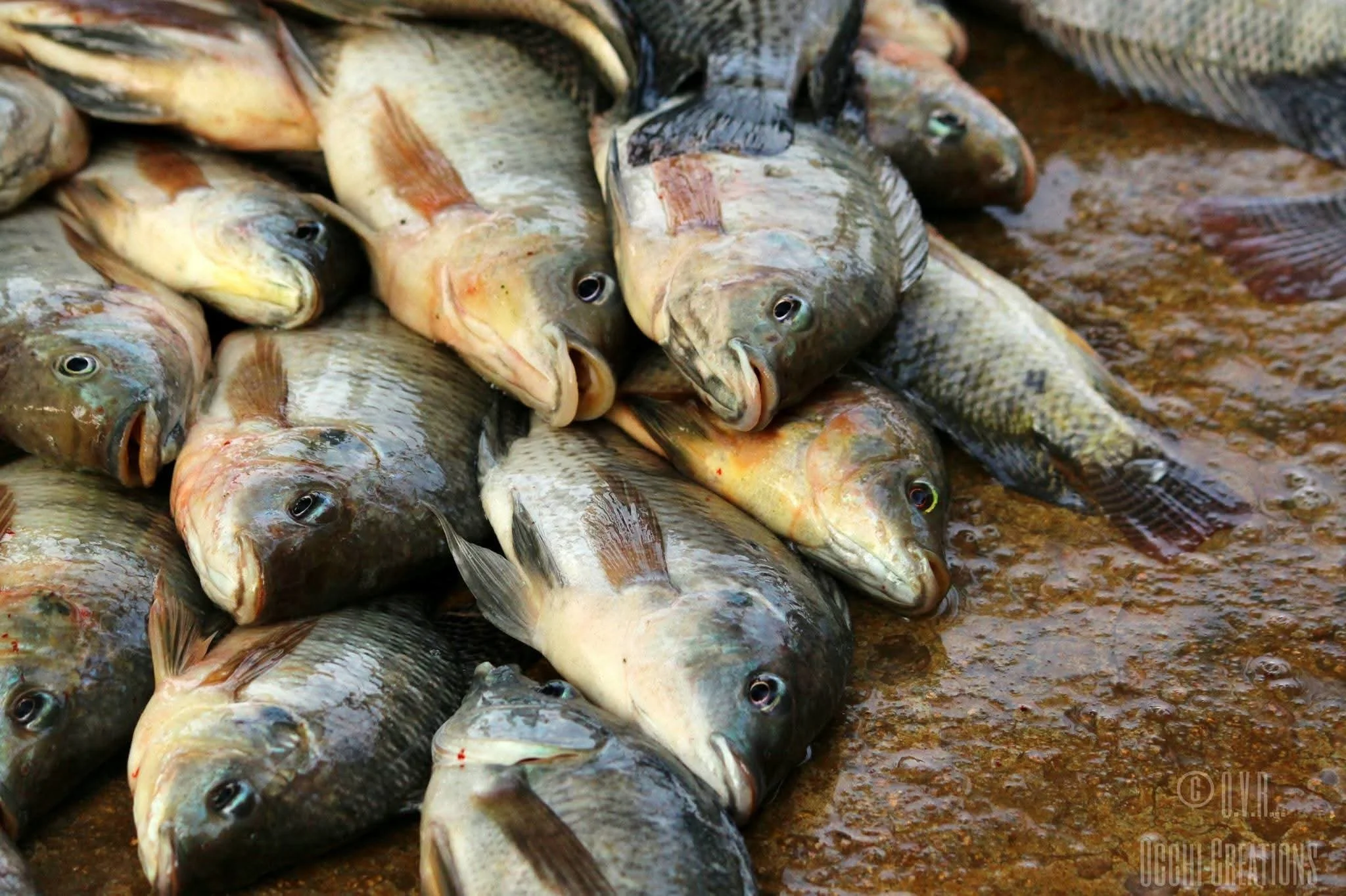 A pile of fresh fish lying on a wet, brown surface