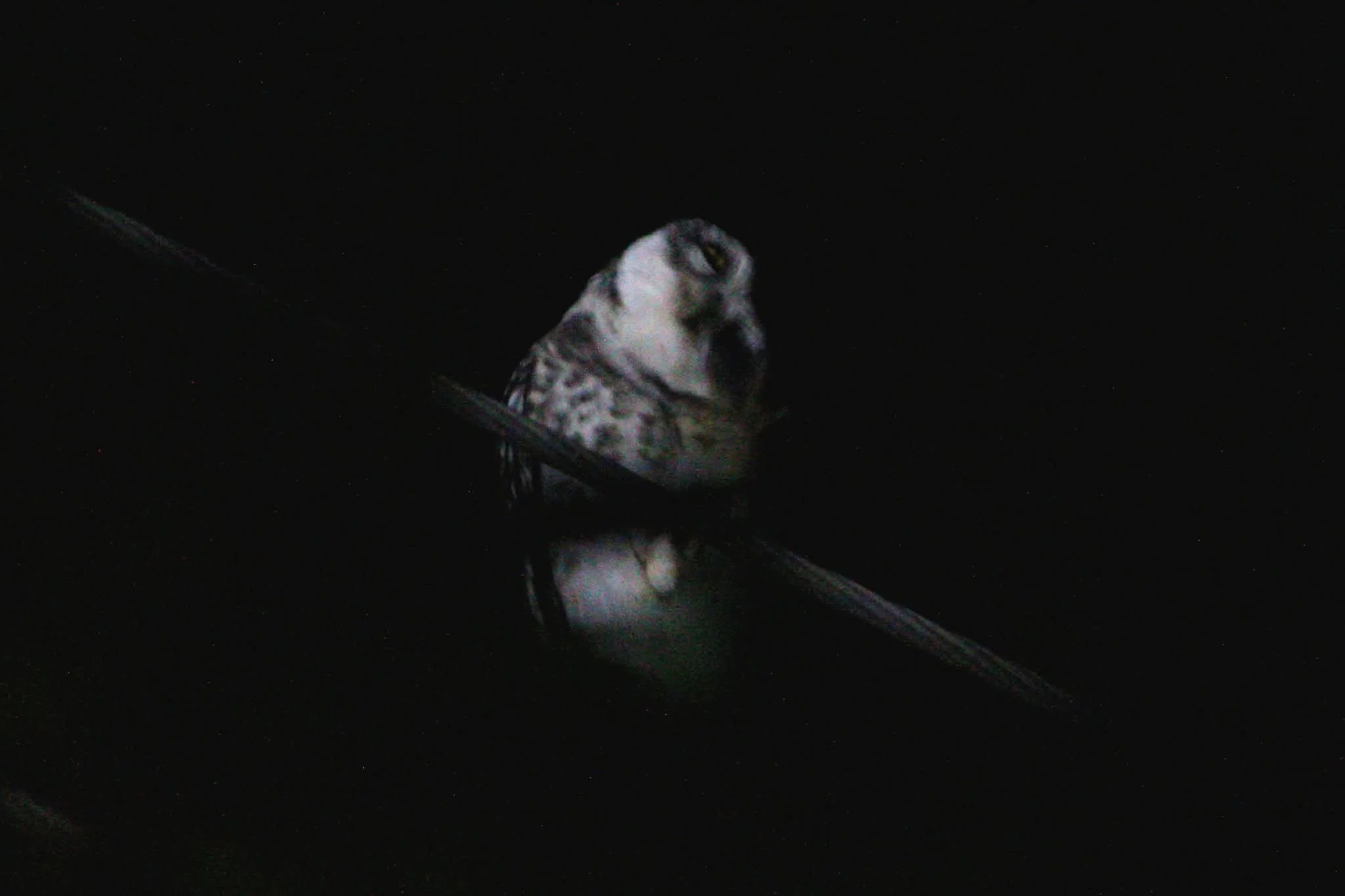 An owl perched on a branch in a dark setting, with only part of the owl and branch visible.