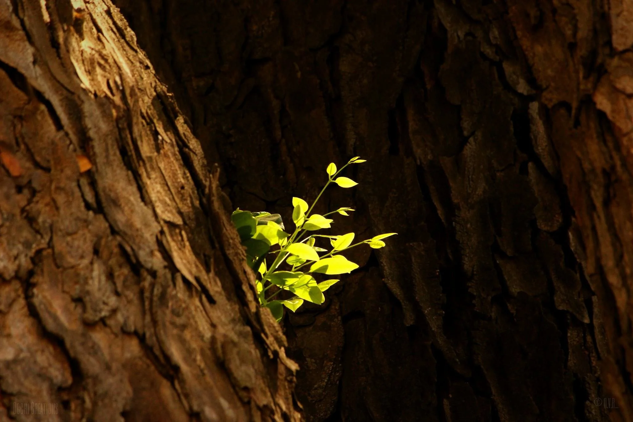 Green leaves growing out of a crack in a tree trunk