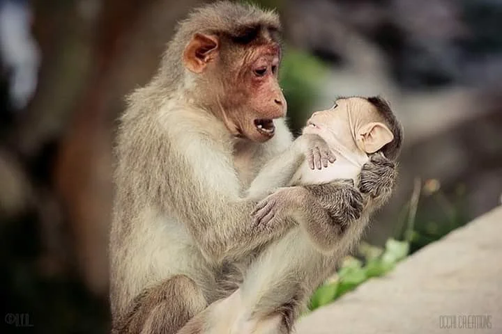 A adult monkey holding and grooming a baby monkey with a heartwarming expression.