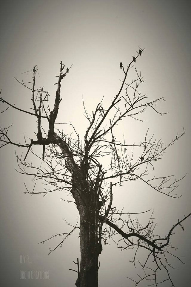 A leafless tree with sparse branches against a gray sky, with a bird perched on the upper right branch.