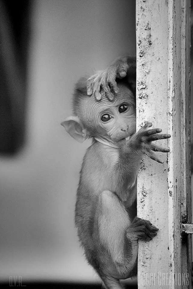 A young monkey peering from behind a door or wall, with an adult hand resting on its head and its other hand gripping the edge of the door.