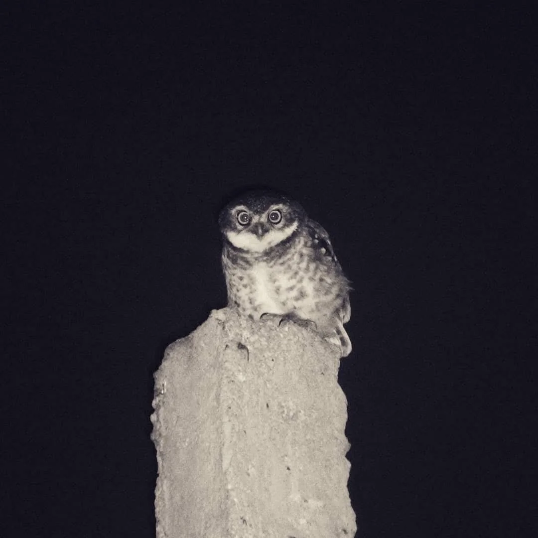 An owl perched on top of a tall, rough column against a dark background.