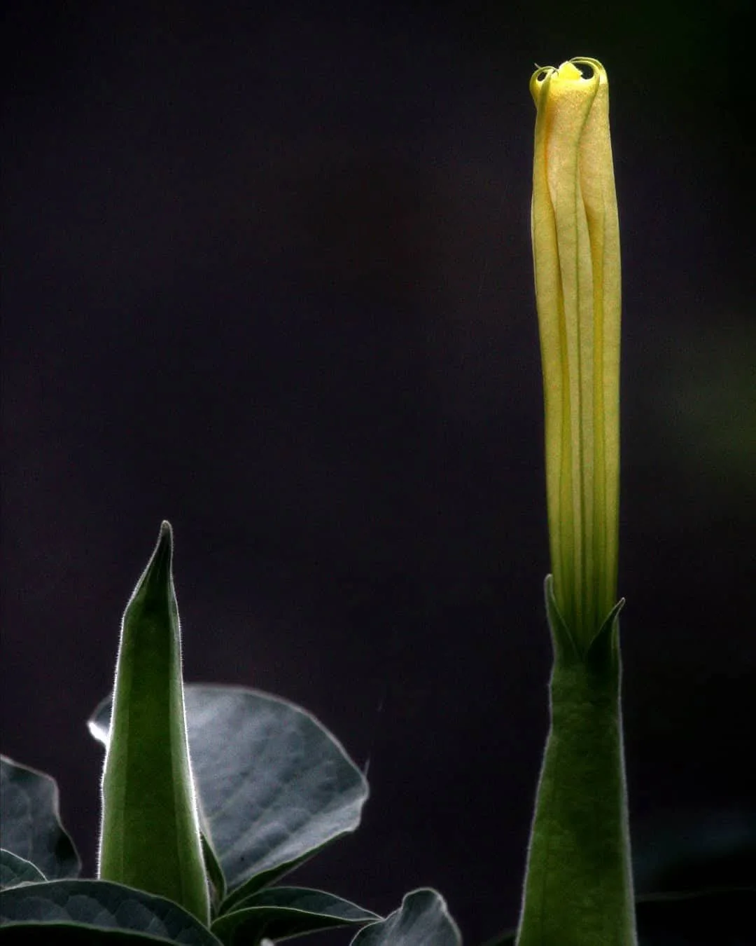 A yellow calla lily flower bud and green leaves with a dark background.