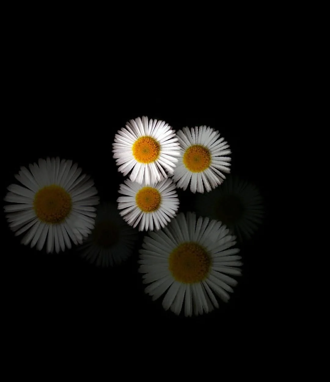 Six daisies with white petals and yellow centers on a black background, with reflections below.
