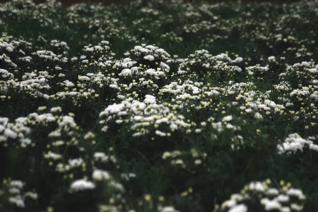 Close-up of a dense patch of small white flowers on green foliage.