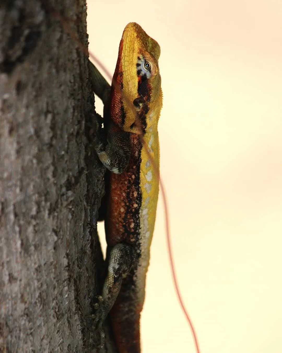 Colorful lizard climbing a tree trunk
