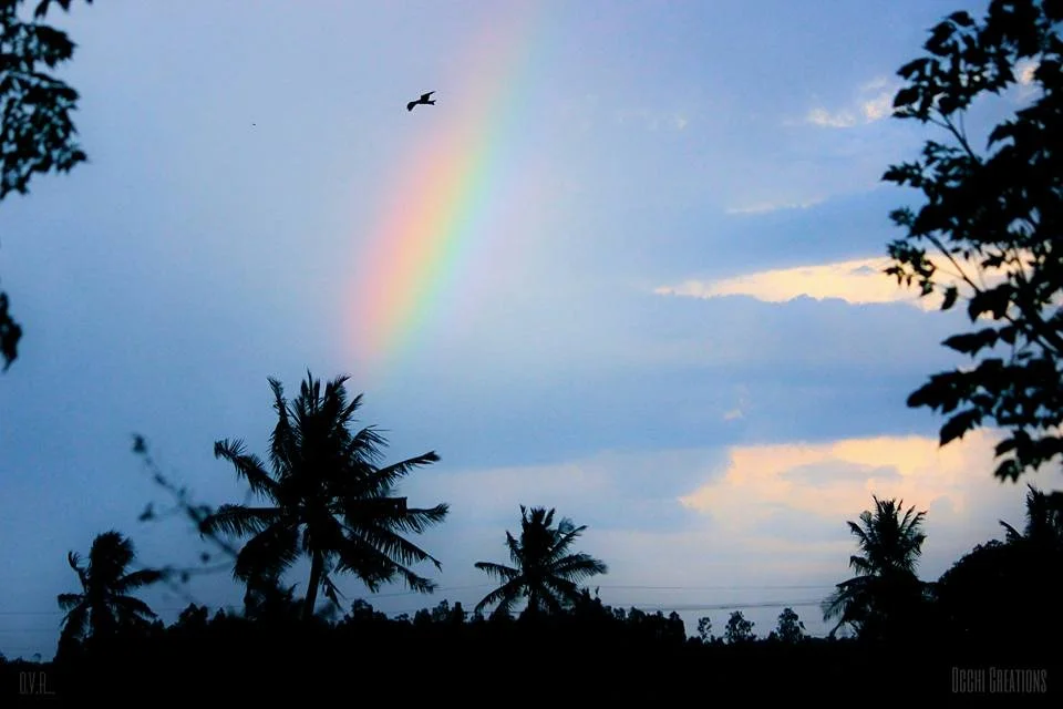 Silhouetted palm trees with a rainbow in a cloudy sky and a bird flying overhead.