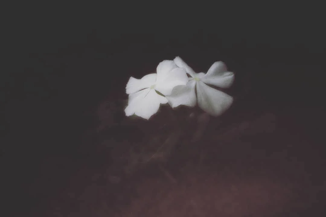 White flower petals on a dark surface