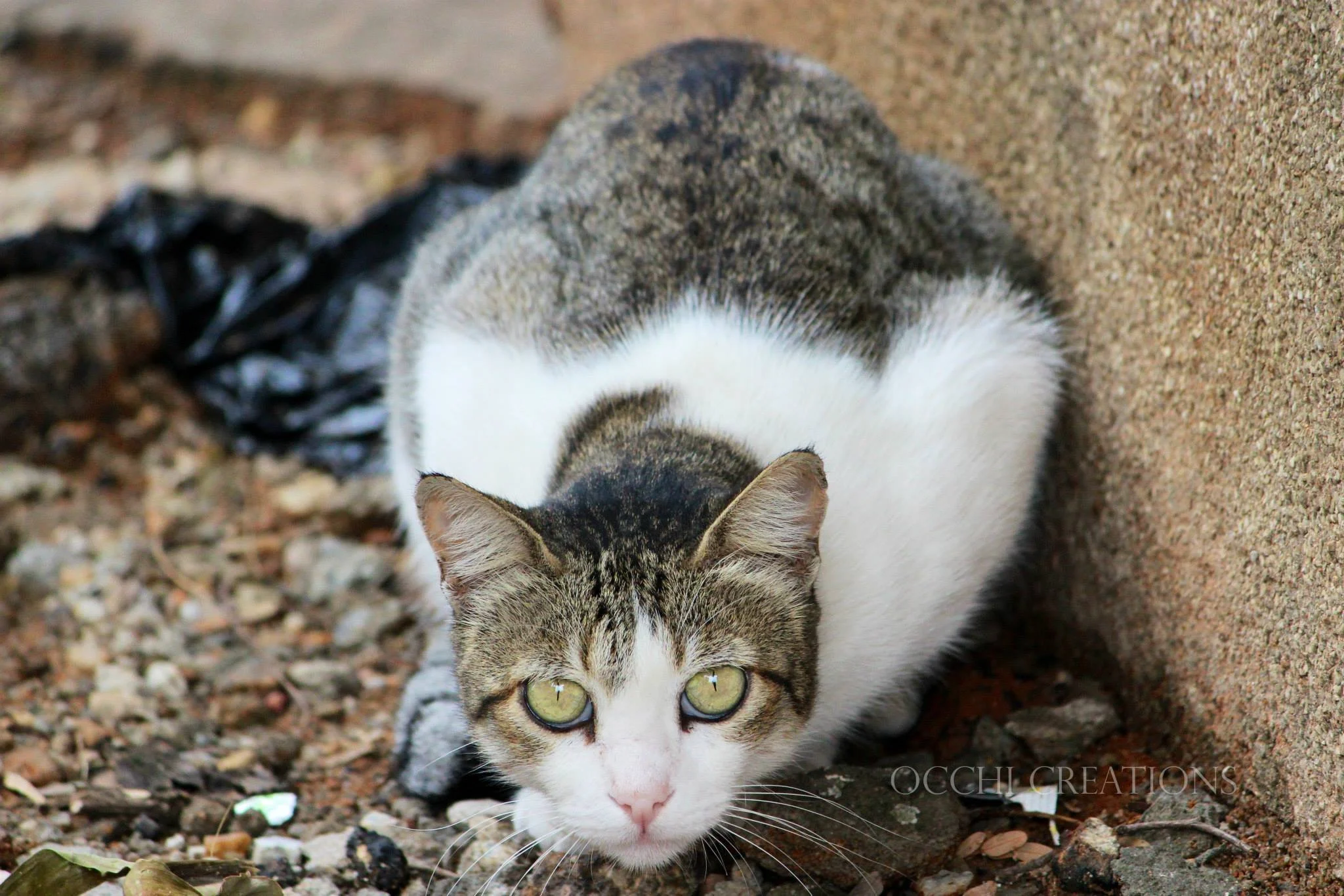 A cat crouching on gravel next to a brick wall, with piercing yellow-green eyes and tabby markings.