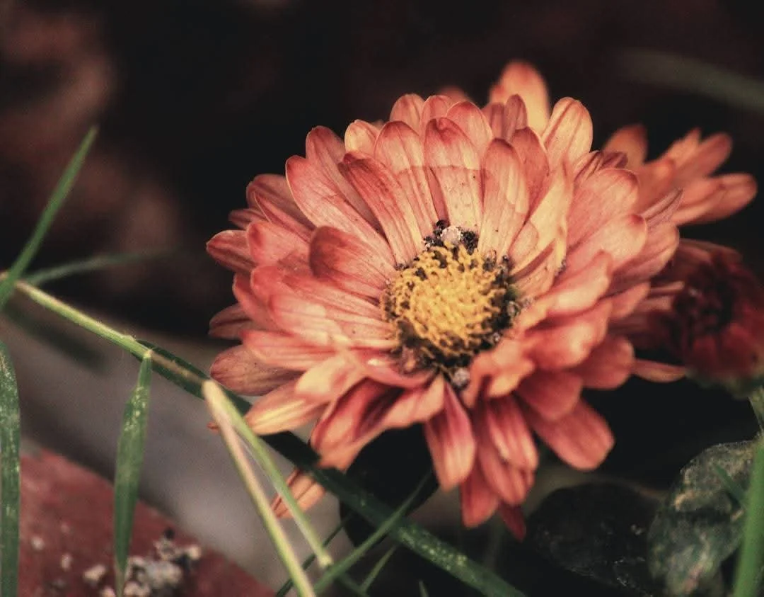 A close-up of a pink flower with a yellow center, surrounded by green leaves.
