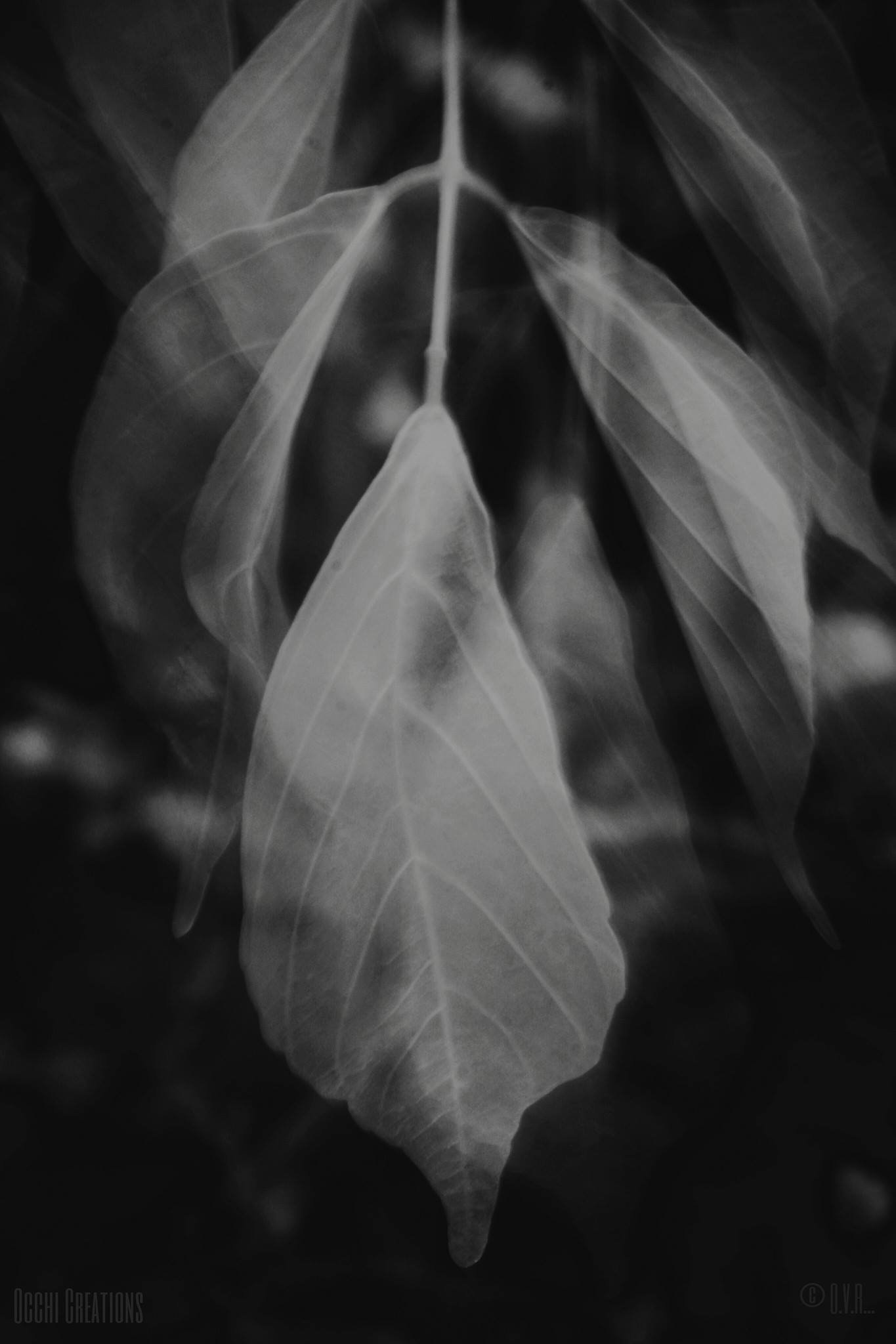 Black and white photograph of a cluster of leaves, showing their detailed veins.