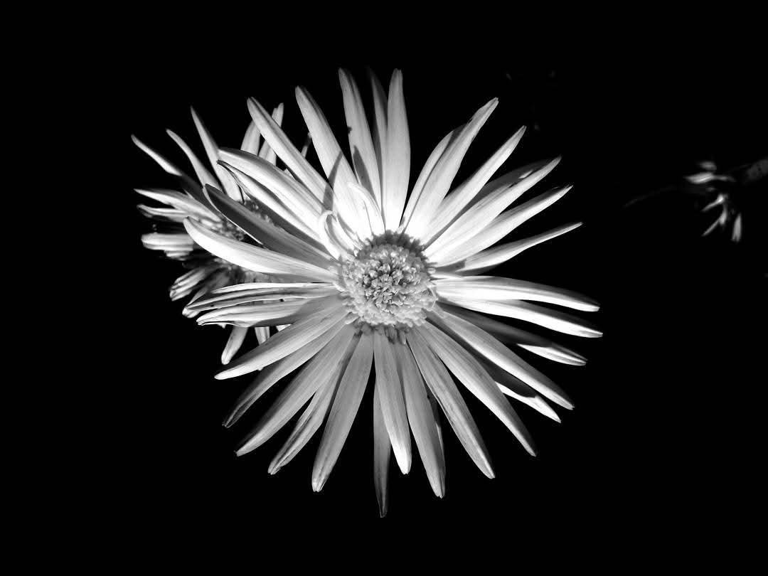 Black and white photo of a dandelion flower with elongated petals against a dark background.