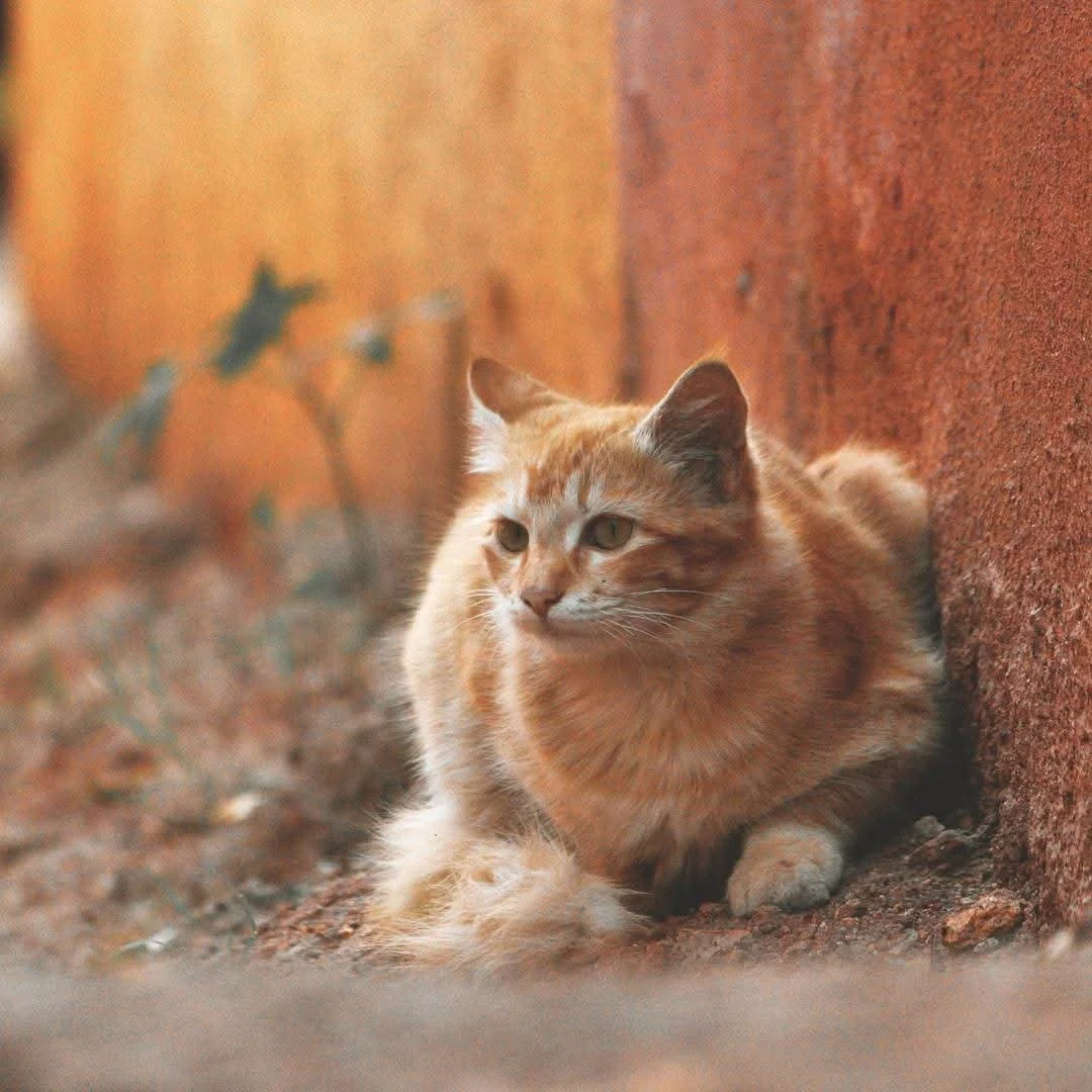 Orange tabby cat lying on the ground near a rust-colored wall, looking to the side.