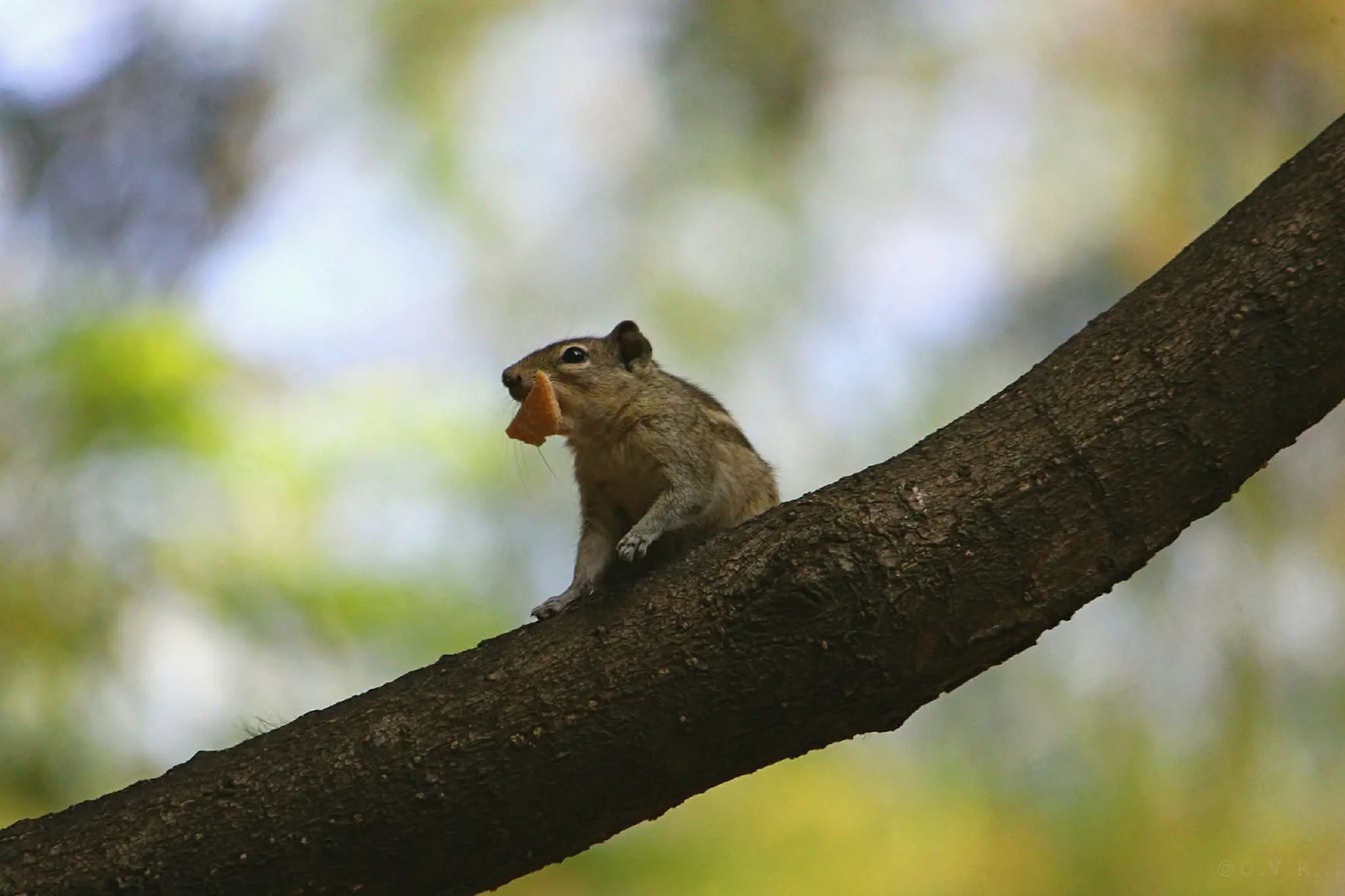 A squirrel on a tree branch holding and eating a piece of food.