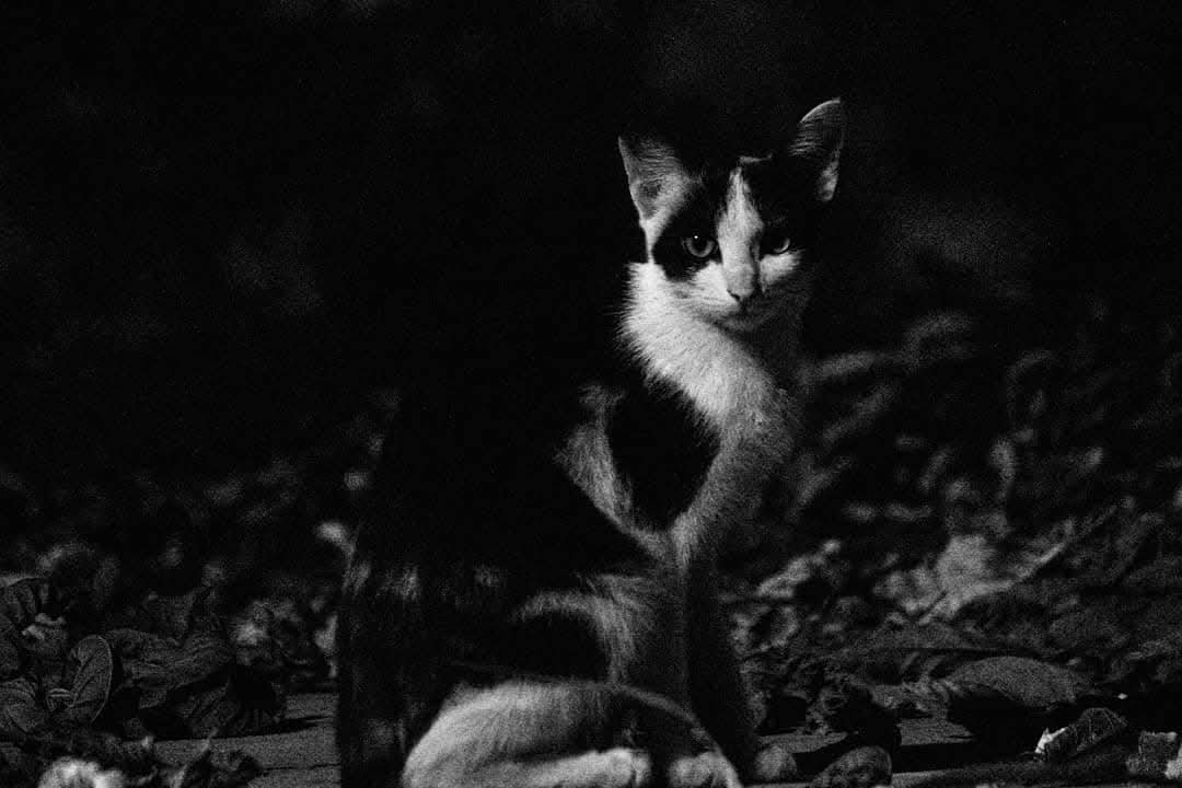 A black and white photo of a cat sitting outdoors at night. The cat has a white face, chest, and paws, with darker markings on its head and body, and is looking towards the camera.