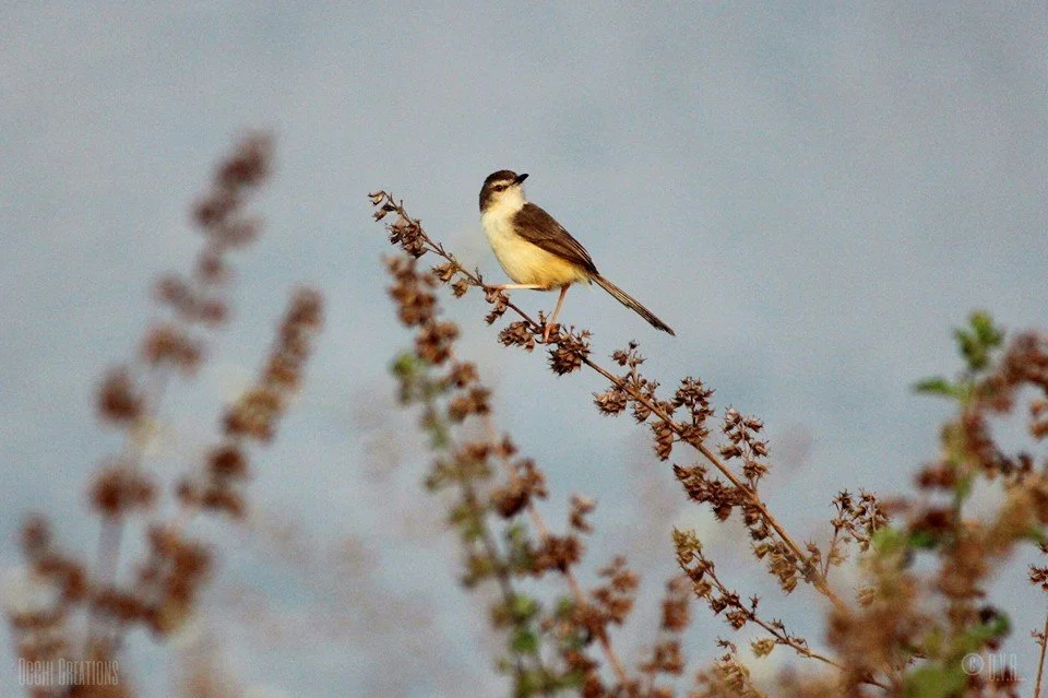A small bird perched on a thin, curved branch with dry leaves, against a blurred sky background.