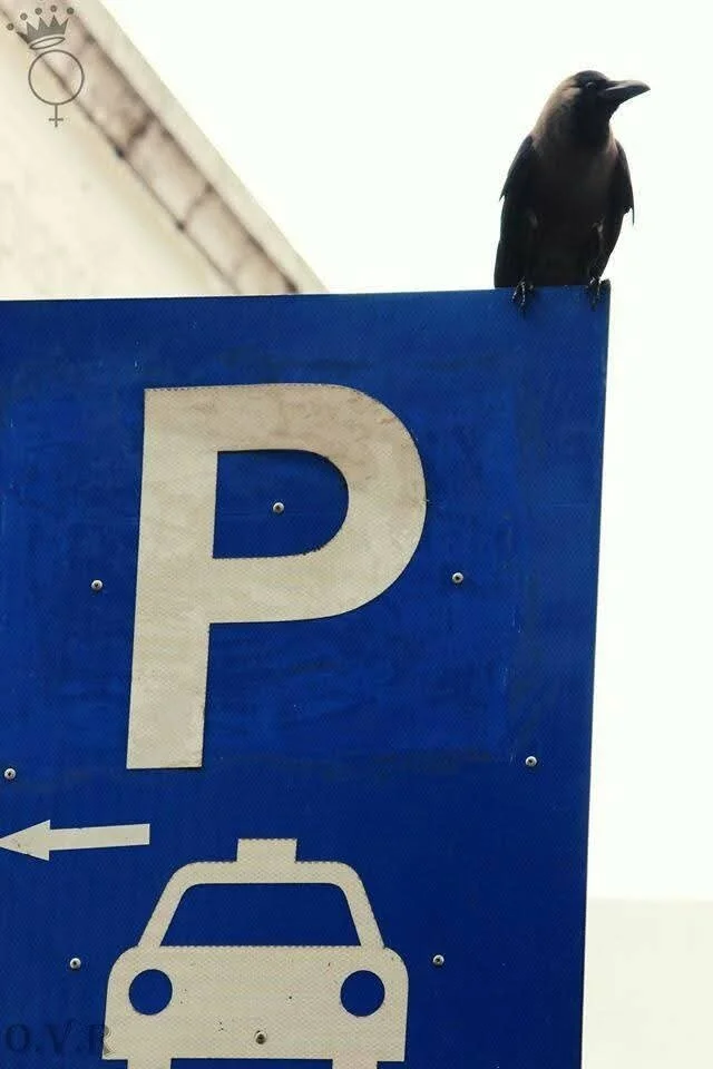 Black bird perched on top of a blue parking sign with a white 'P' and a car icon, pointing to the left.
