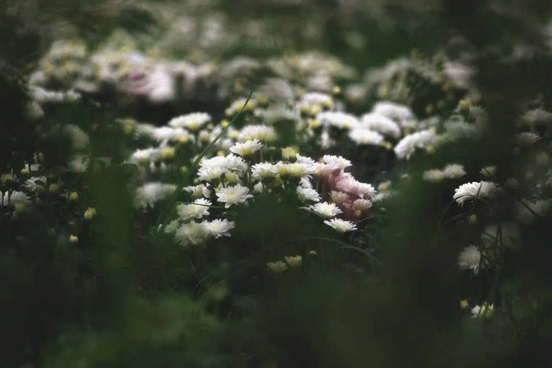 Close-up of small white daisy-like flowers blooming amid greenery.