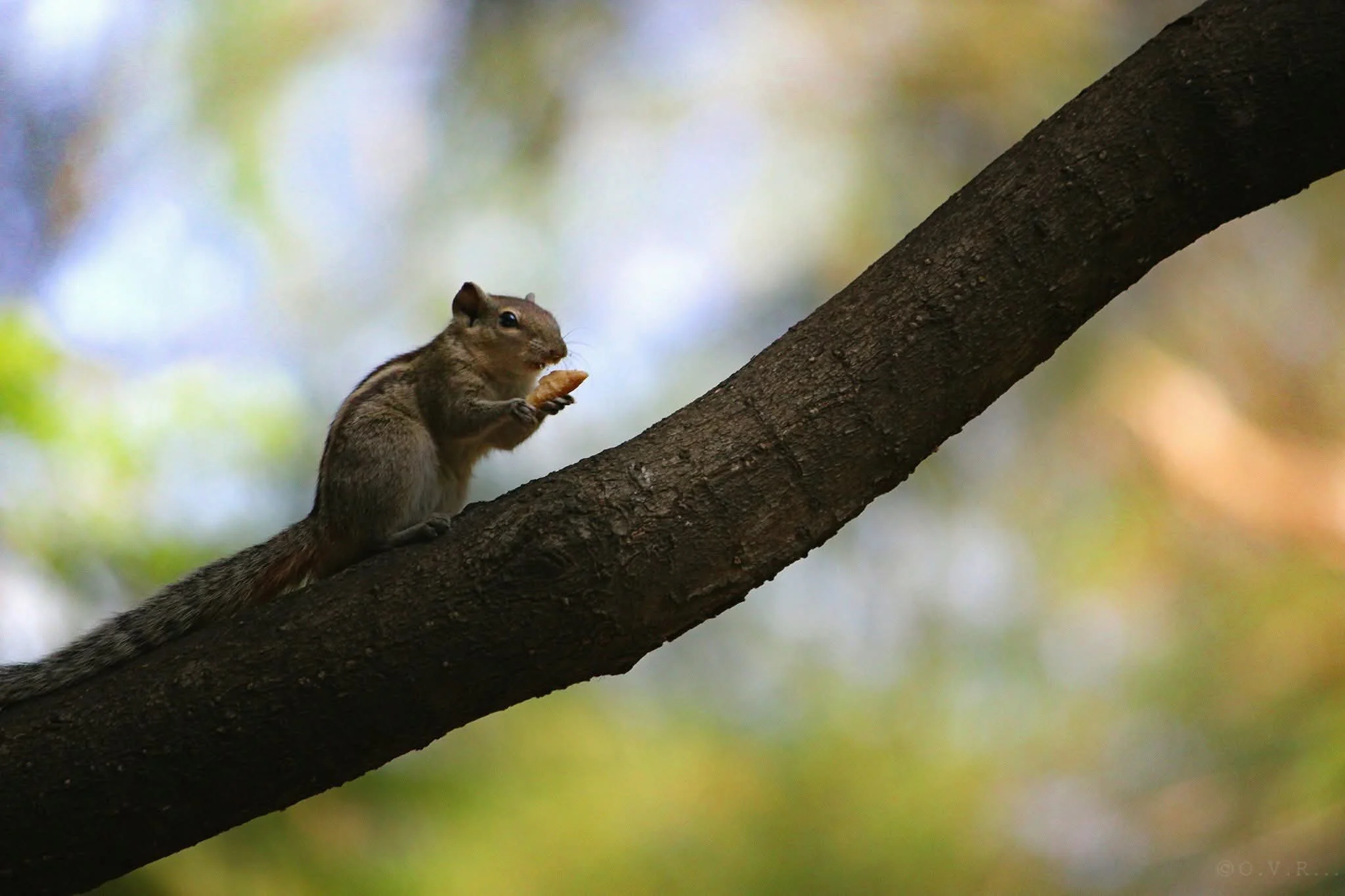 A squirrel sitting on a tree branch holding a small piece of food in its paws, with a blurred colorful background.