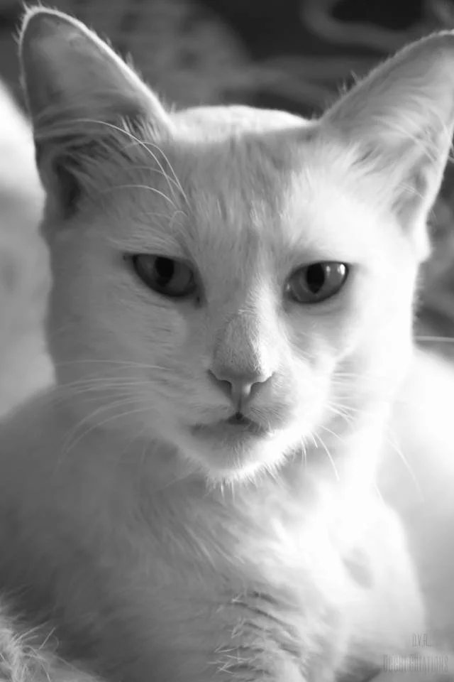 Close-up black and white photo of a cat with pointed ears and piercing eyes.