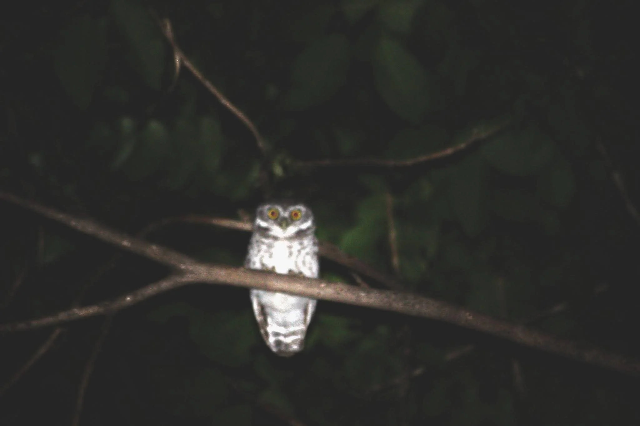 A small owl perched on a tree branch at night with dark green leaves in the background.