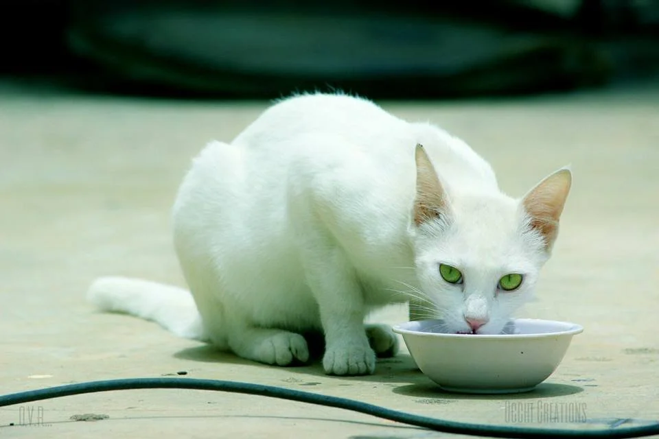 A white cat with green eyes drinking from a small white bowl on a concrete surface.