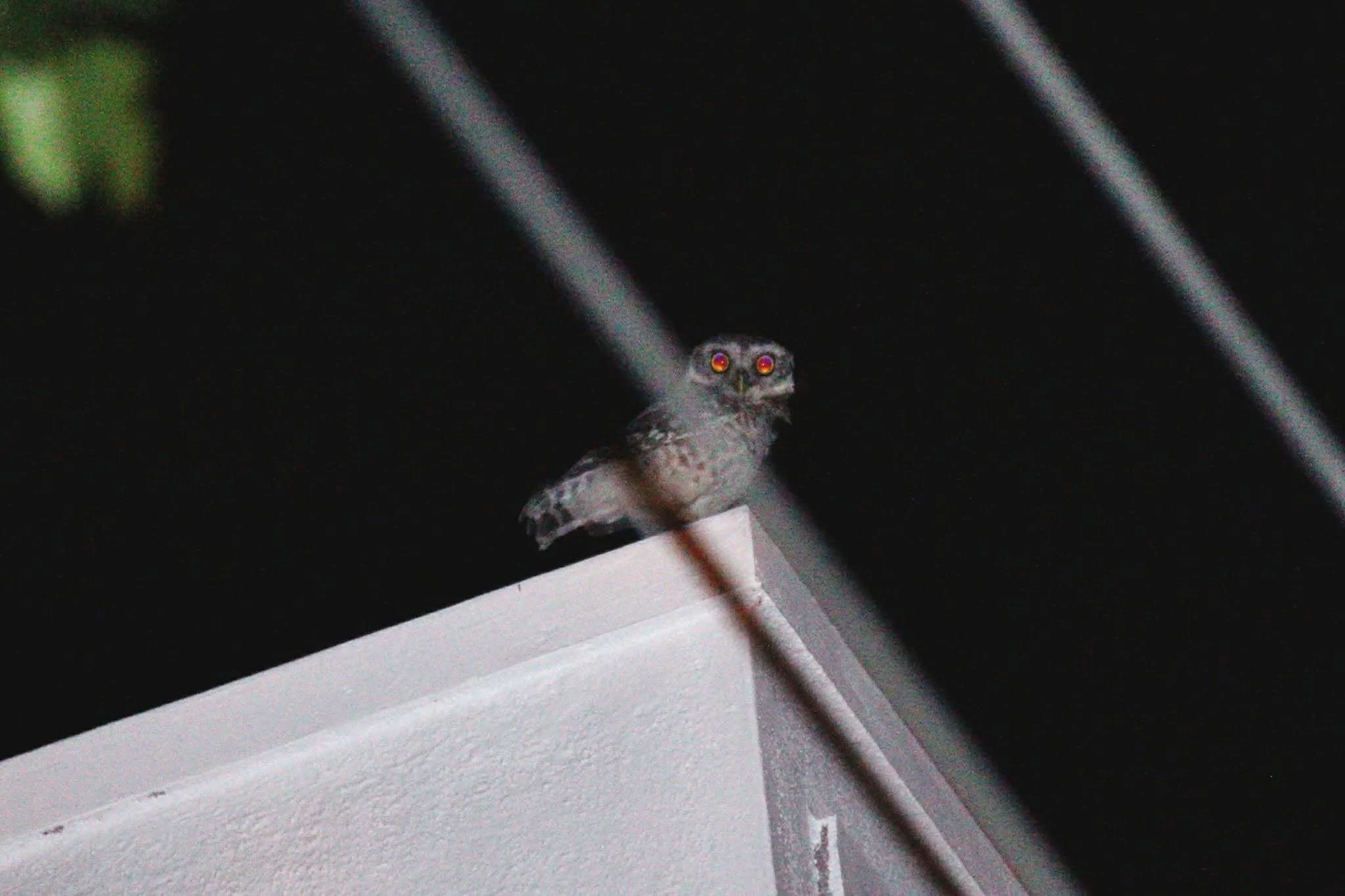 Owl perched on the corner of a building at night, with glowing red eyes and a dark background.