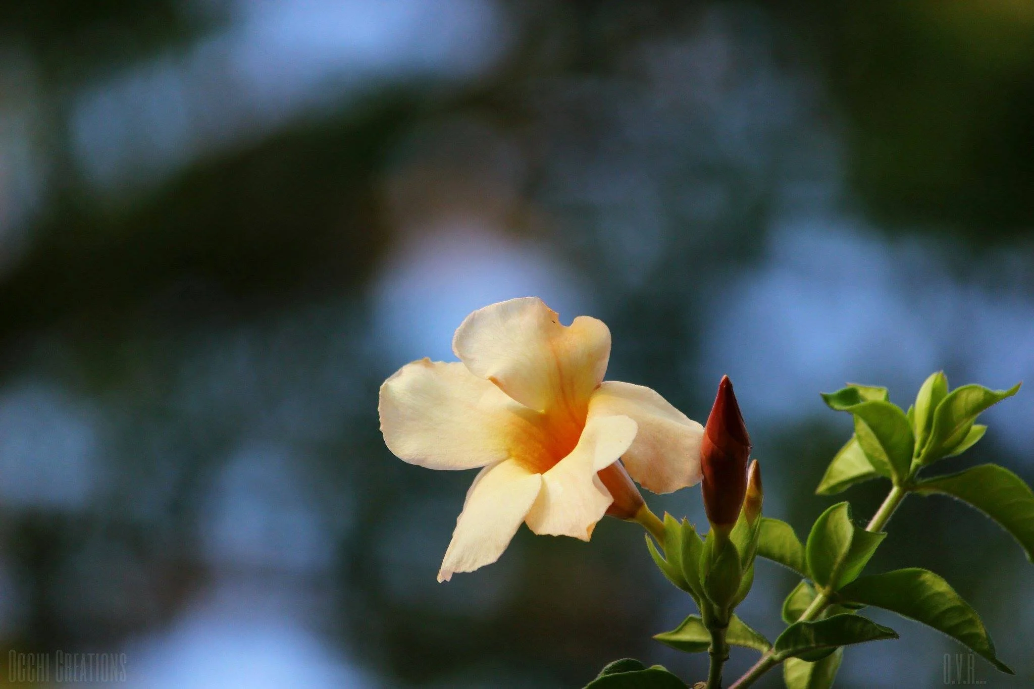 Beige flower with open petals next to a closed bud and green leaves against a blurred blue and green background.