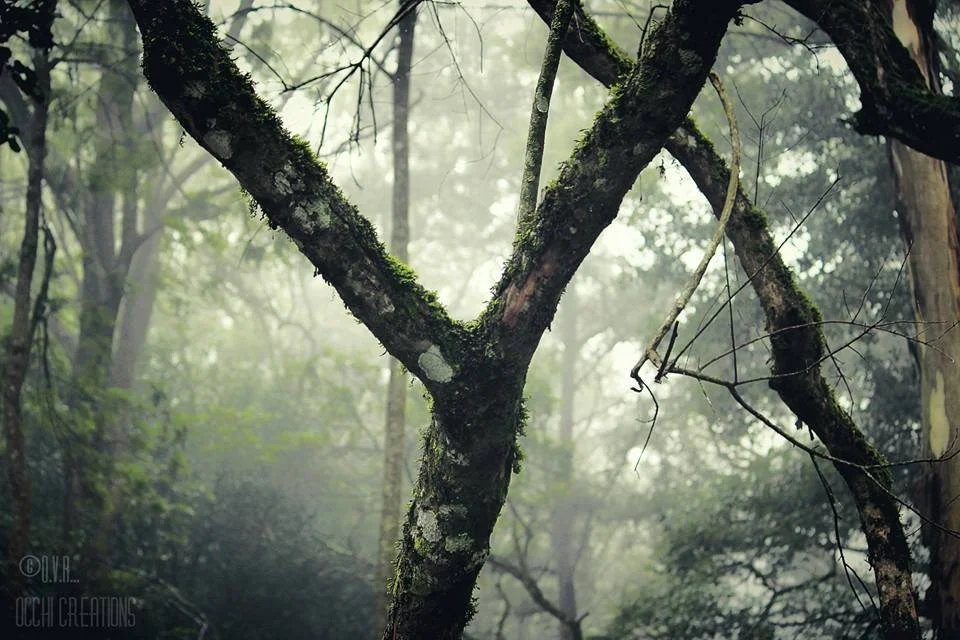 Close-up of tree branches covered in moss in a foggy forest.