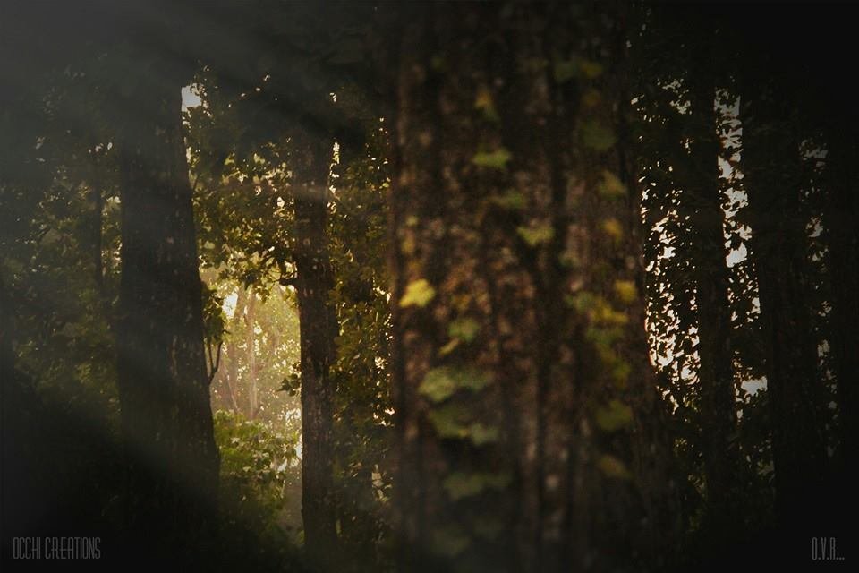 Sunlight filtering through trees in a dense forest with moss-covered trunks.