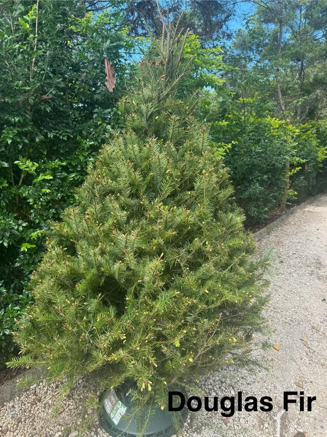 Douglas Fir Image.jpg