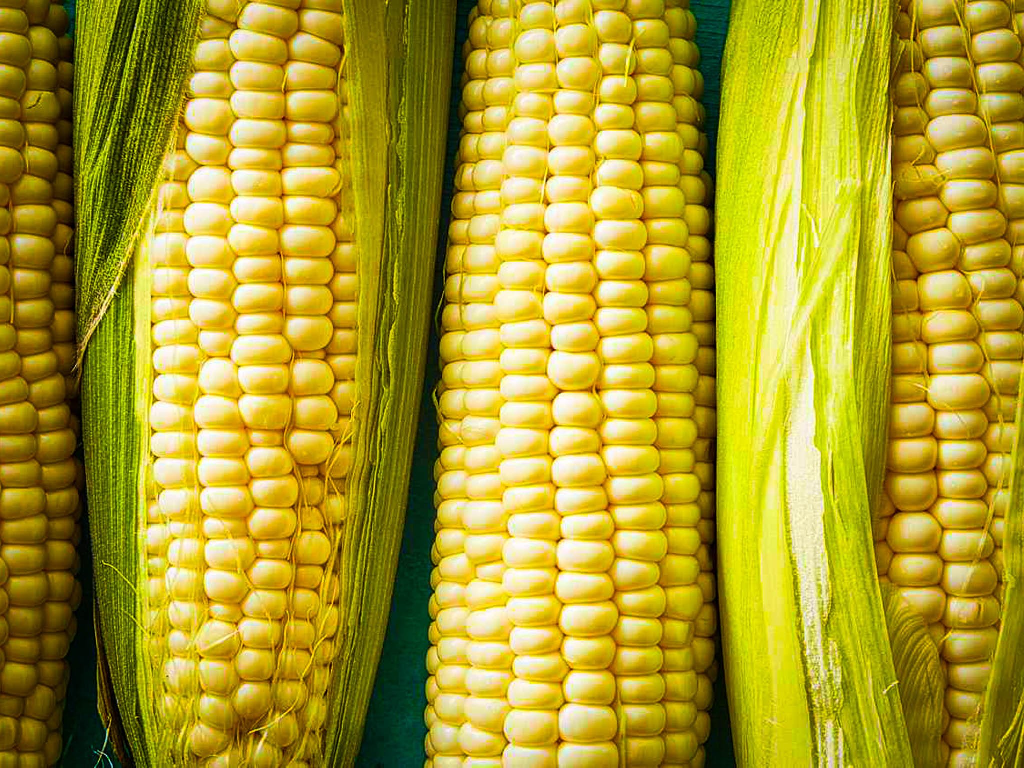 silver king corn.jpg