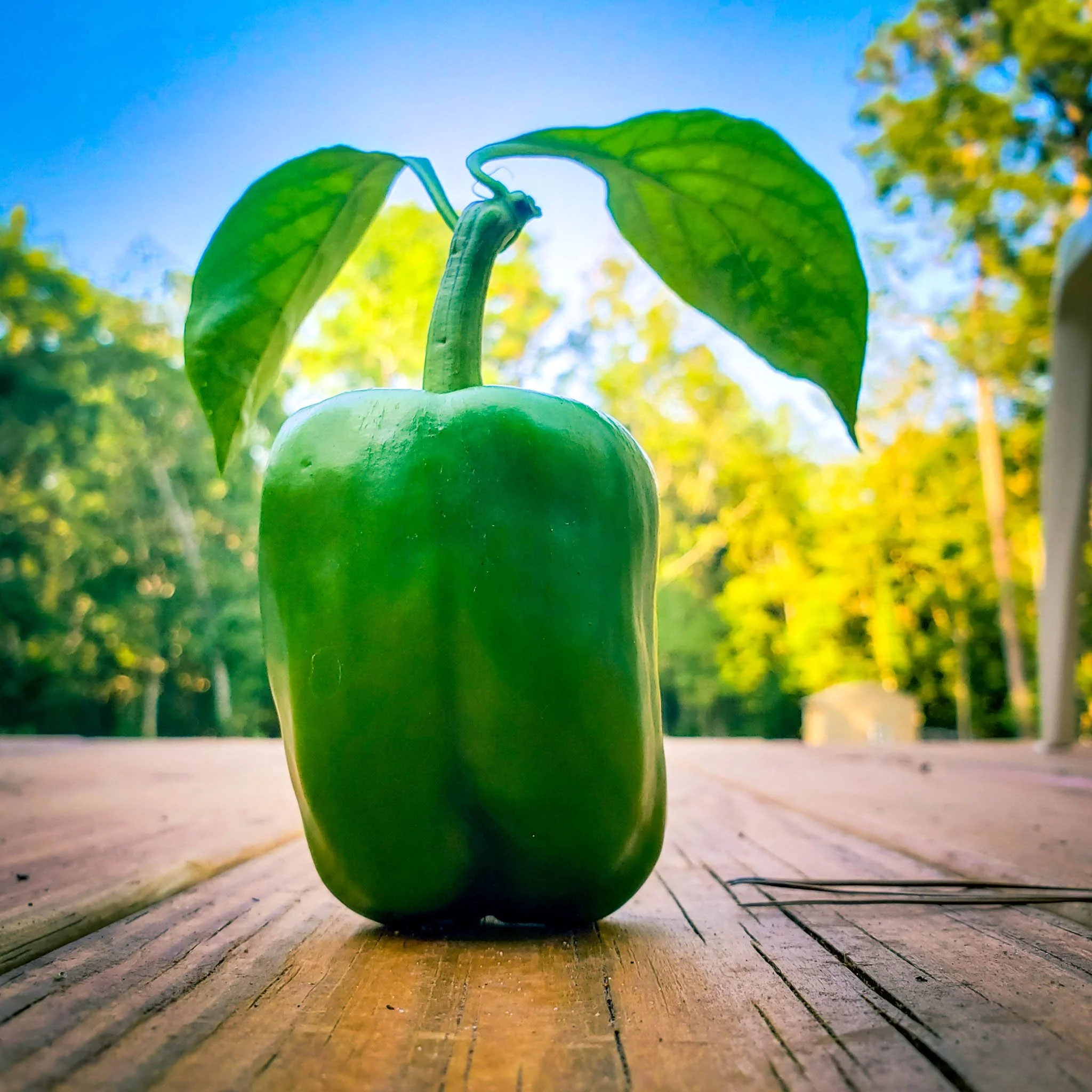 california wonder.jpg